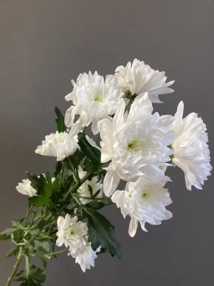 Хризантема садовая белая