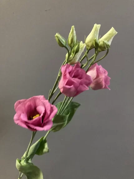 Лизиантус Розита розовый